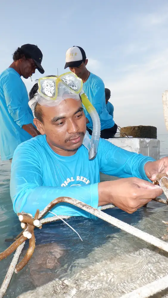 Pengikatan fragmen karang pada rangka transplantasi