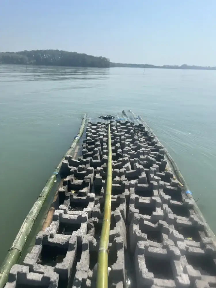 Susunan oyster castle pada rangka bambu