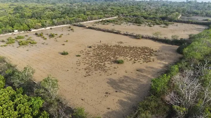 Former ponds set among mangrove vegetation