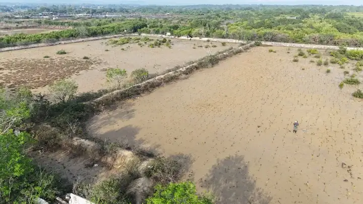 Abandoned pond plots used as planting sites