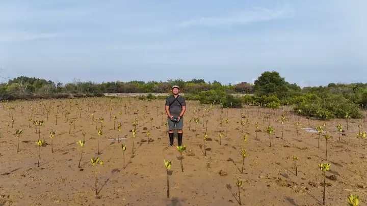 Mangrove propagules planted in a former pond