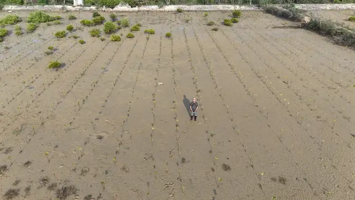 Planting propagules of Rhizophora stylosa, R. apiculata and Bruguiera gymnorhiza in an abandoned pond, aerial view