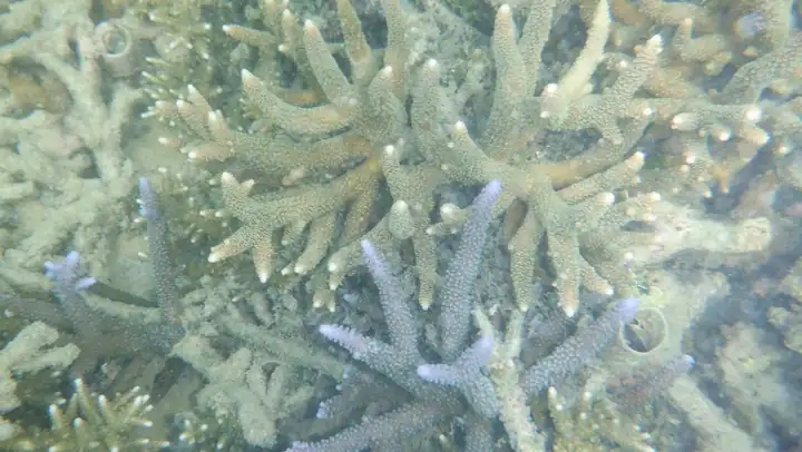 Coral reef in Gili Labak waters
