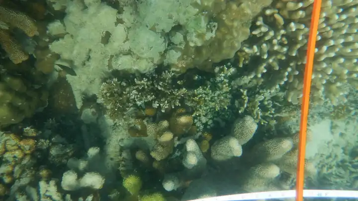 Coral reef observation along a transect line