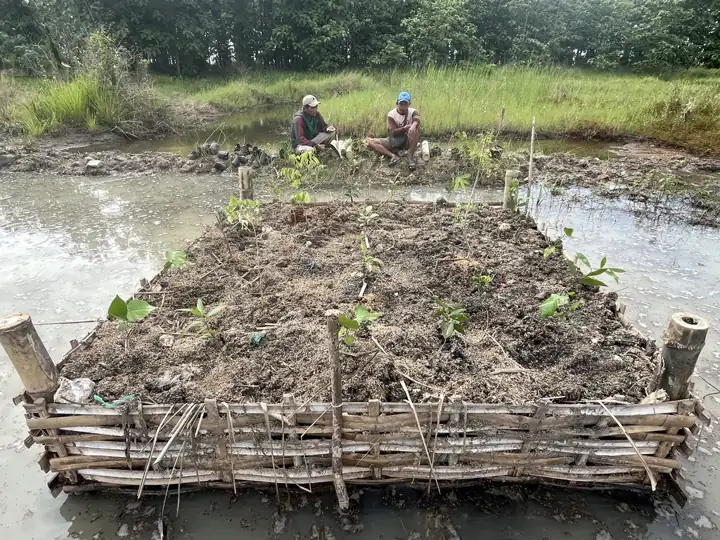 Bamboo-edged raised planting bed on waterlogged land, initial planting stage