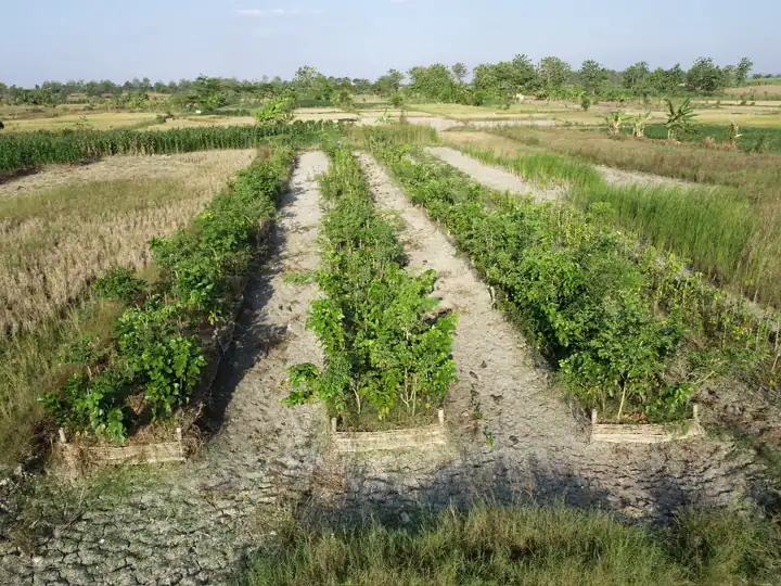 Trial plot on 4 July 2026; initial planting in September 2025