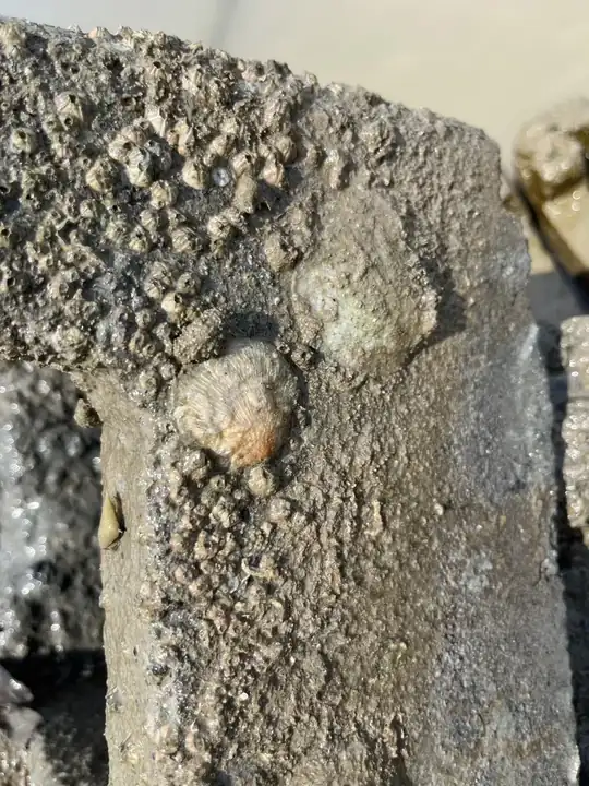 Oyster castle surface being colonised by sessile organisms, including barnacles