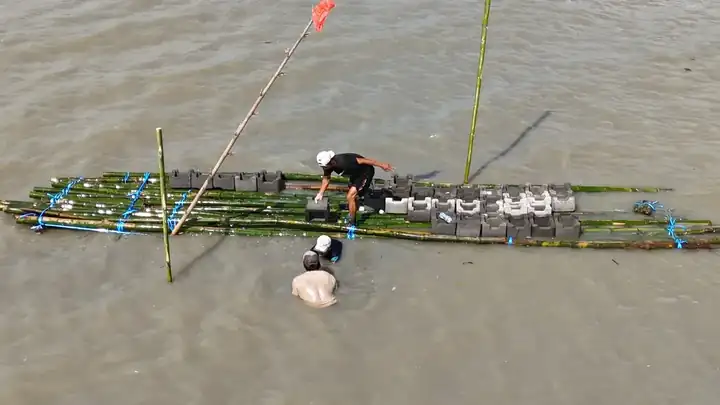 Placing oyster castle units on the bamboo frame