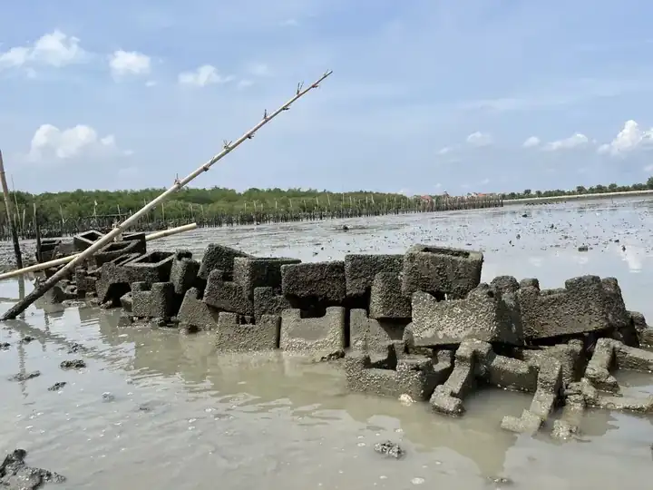 Installed oyster castles at low tide
